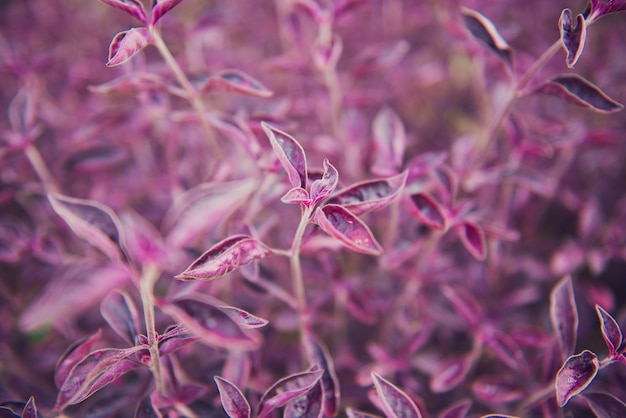 Fond de plantes de couleur pourpre naturelle