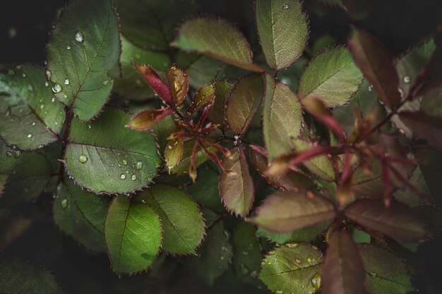 Fond de plantes et de fleurs forestières