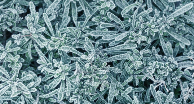 Fond avec des plantes gelées couvertes de givre