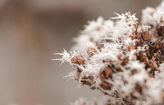 Fond avec des plantes gelées couvertes de givre