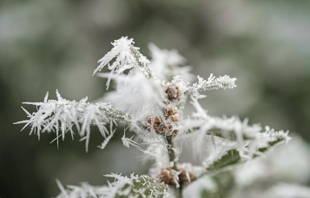 Photo fond avec des plantes gelées recouvertes de givre