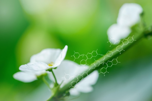 Fond de plantes avec structure de biochimieInterface d'écran virtuel intelligent sur fond de nature douce et floue Énergie durable