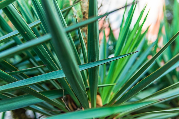 Fond de plantes tropicales vertes.