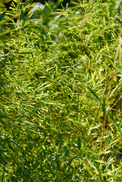 Photo fond de plantes vertes