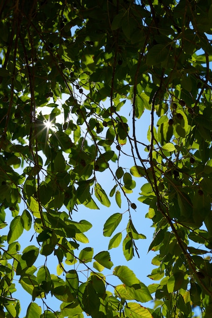 Fond de plantes vertes