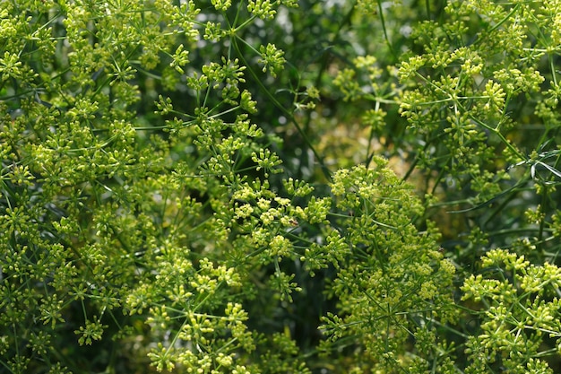 fond de plantes vertes