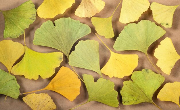 Fond plat de feuilles de ginkgo biloba jaunes et vertes