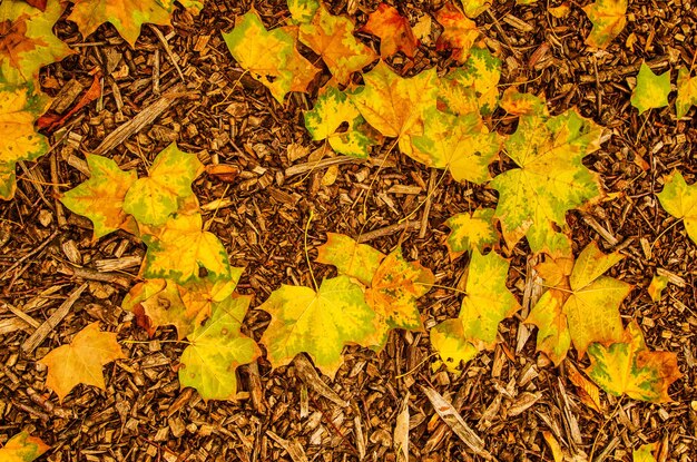 Fond plat naturel d'automne avec des feuilles d'érable jaunes colorées sur une sciure de bois