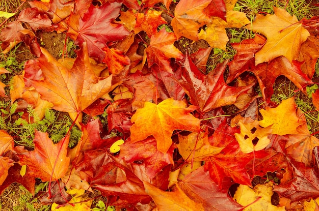 Fond plat naturel d'automne avec des feuilles d'érable rouges colorées sur une herbe verte