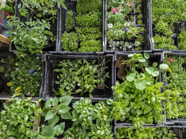 Fond plat plein cadre de semis verts dans des boîtes en plastique directement au-dessus de la vue