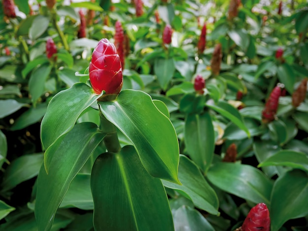 Fond plein cadre du champ de fleurs de gingembre rouge