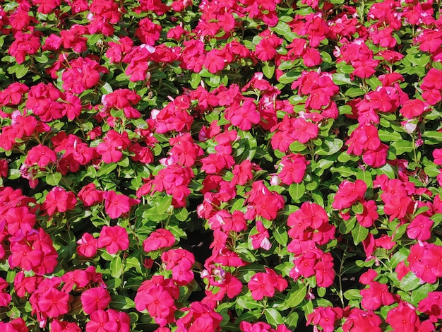 Fond plein cadre du champ de fleurs rouges