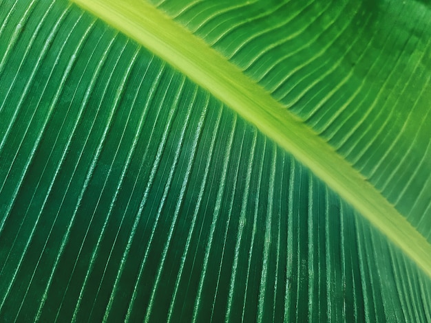 Fond plein cadre de feuille de banane verte fraîche