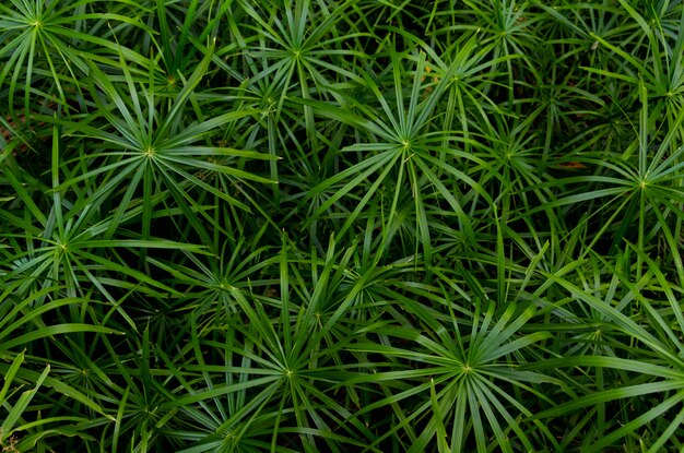 Fond plein cadre de feuilles de palmier vert