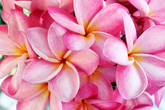 Le fond de Plumeria est rose.