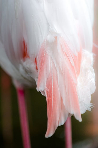 Le fond de plumes de Flamingo a une belle coloration de plumes