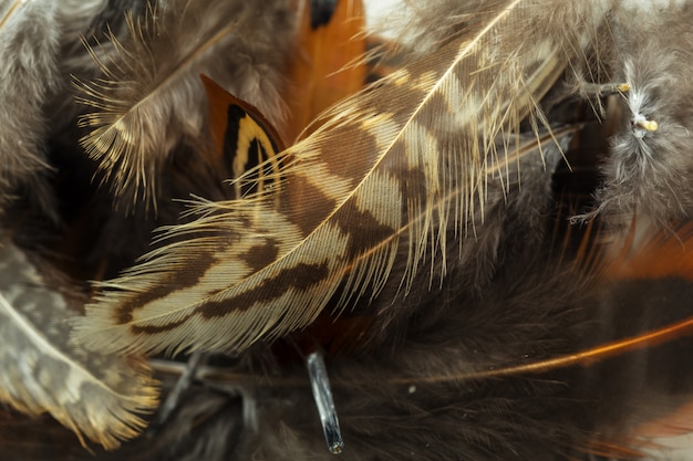 Photo fond de plumes marron