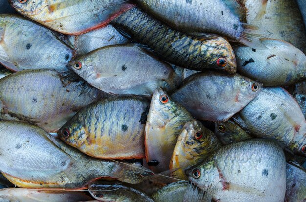 Fond de poisson Gourami