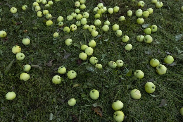 Fond de pommes pommes tombées sur l'herbe verte dans le jardin