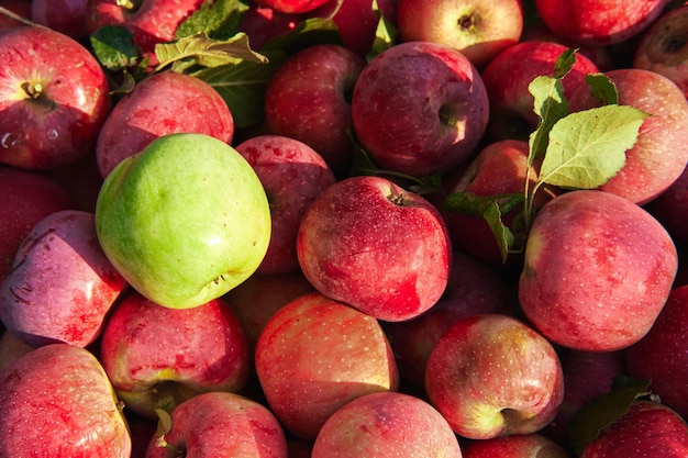 Fond avec des pommes