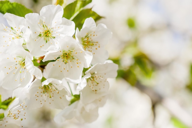 Fond de pommier fleuri