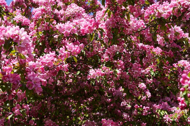 Fond de pommier en fleurs Inflorescences roses et fleurs sur un pommier fruité