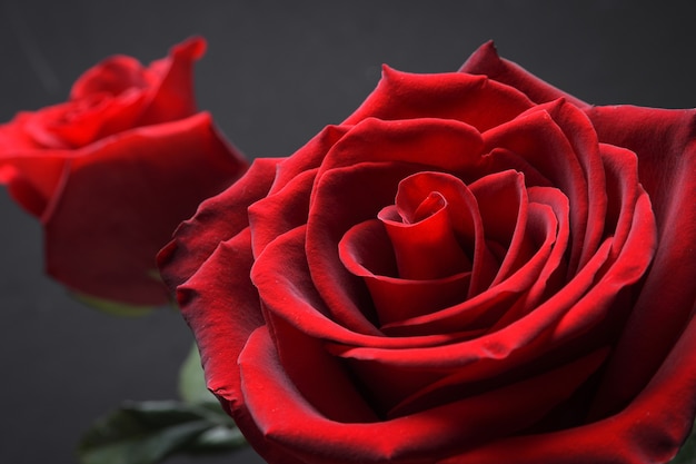 Fond pour carte de voeux de la Saint-Valentin.Concept de la Saint-Valentin.Rouge, belle rose en fleurs. Fermer.