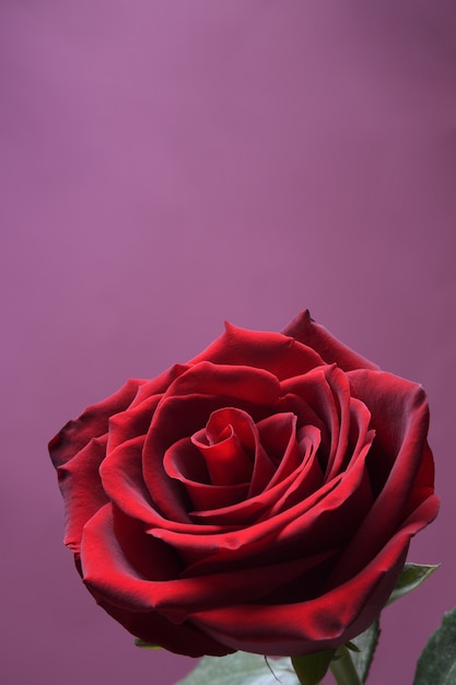 Fond pour la carte de voeux de la Saint-Valentin.Concept de la Saint-Valentin.Rouge, belle rose en fleurs. Fermer.