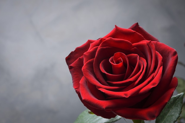 Fond pour la carte de voeux de la Saint-Valentin.Concept de la Saint-Valentin.Rouge, belle rose en fleurs. Fermer.