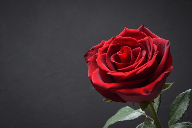 Fond pour la carte de voeux de la Saint-Valentin.Concept de la Saint-Valentin.Rouge, belle rose en fleurs. Fermer.