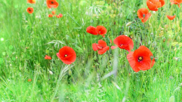 Fond de prairie de coquelicots rouges au printemps.