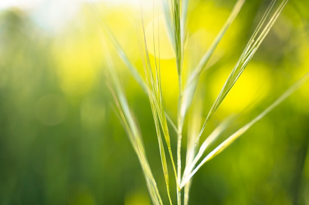 Fond de prairie à l'heure d'été. Fleur de champ de printemps saisonnier. Détail de feuille verte sur un champ nature. Ressources naturelles. Environnement et préoccupation au sujet du concept de la nature. Mode de vie sain et vert.