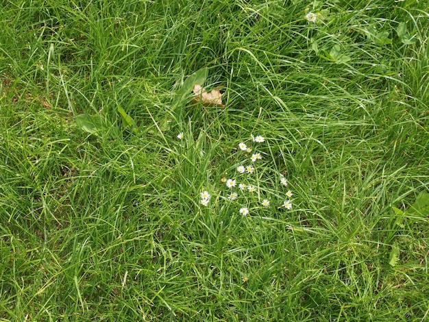 Fond de prairie verte