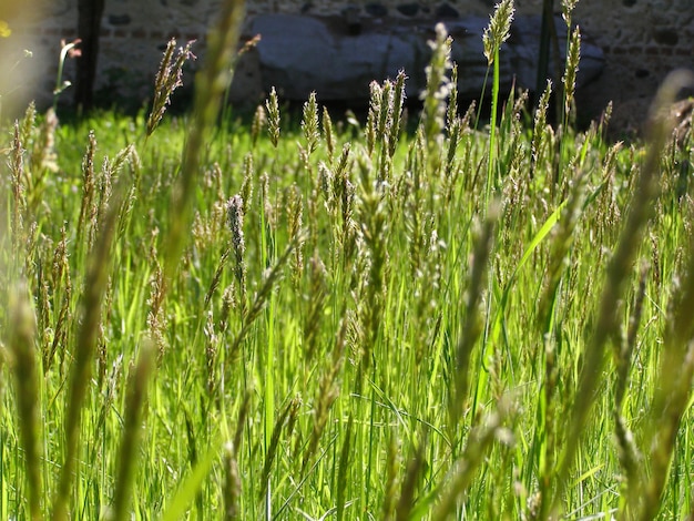 Photo fond de prairie verte