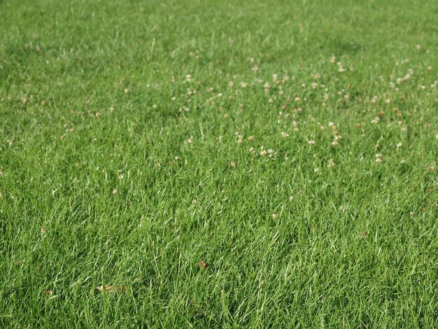 Fond de prairie verte