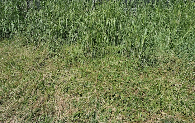 Fond de prairie verte