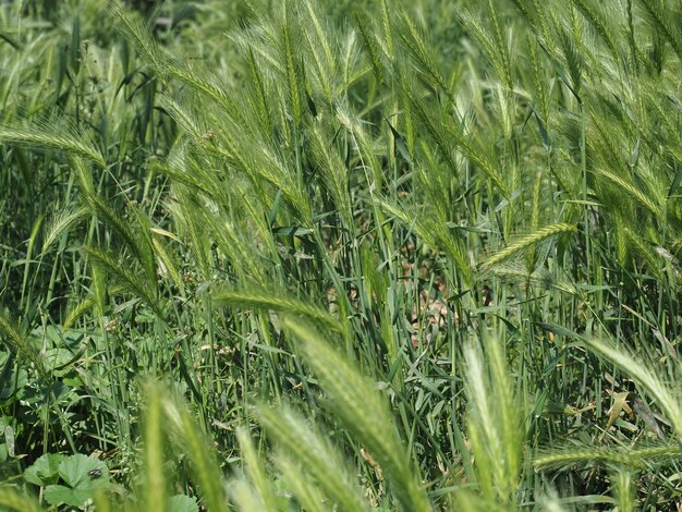 Fond de prairie verte