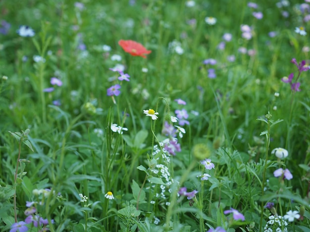 Fond de prairie verte