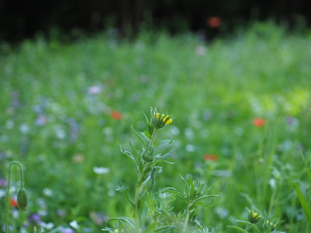 Fond de prairie verte