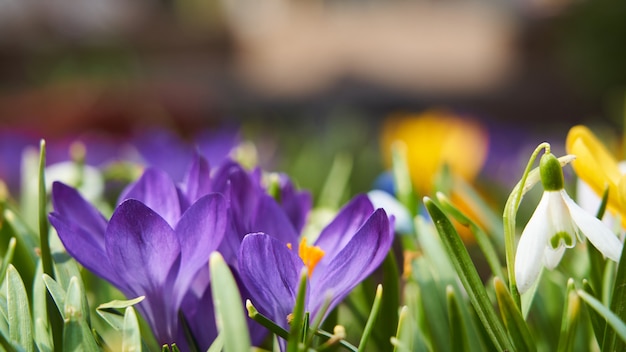 Fond de primevères fleurs perce-neige Crocus