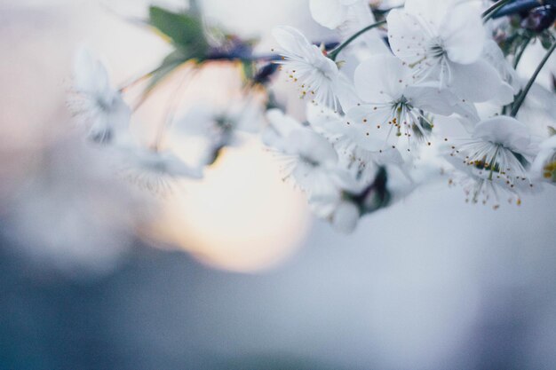 fond de printemps arbre en fleurs