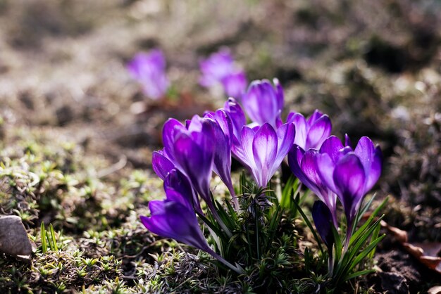 Fond de printemps avec de beaux crocus violets dans le jardin. Filtre cinéma photo tonique.