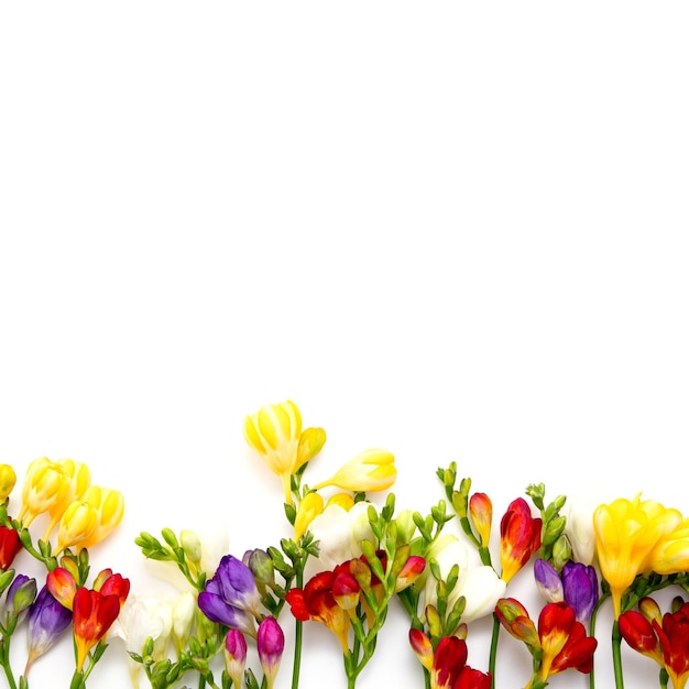 Fond de printemps Belles fleurs de freesia de printemps sur fond blanc Place pour le texte agrandi Fond romantique pour les vacances de printemps