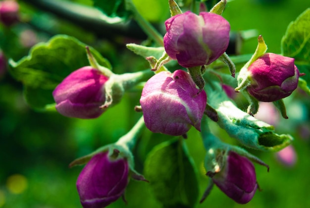 Fond de printemps de belles fleurs de pomme rose