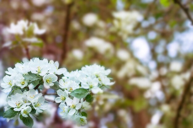 Fond de printemps une branche fleurie d'un pommier sur un fond défocalisé