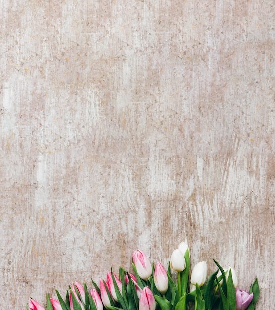 Fond de printemps. Décor floral naturel. Tulipes blanches roses sur une surface texturée en bois beige.