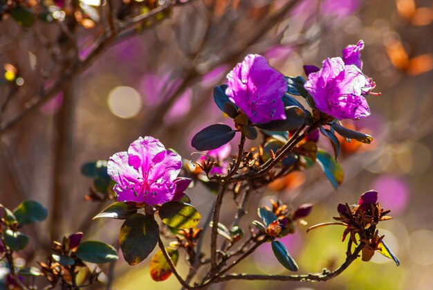 Fond de printemps doux Belle fleur