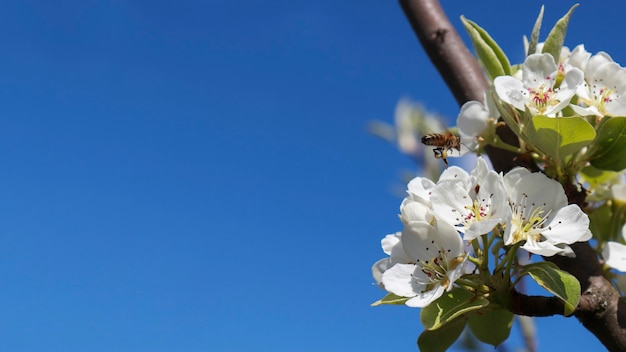 Le fond de printemps est un arbre en fleurs et un ciel bleu clair avec une réplique de l'espace avec un endroit pour faire de la publicité. Bannière. Bannière ou en-tête pour faire de la publicité sur les réseaux sociaux, au printemps et en été.