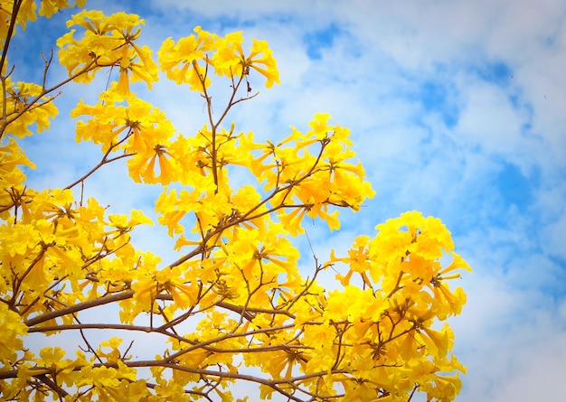 fond de printemps été fleurs jaunes sur arbre