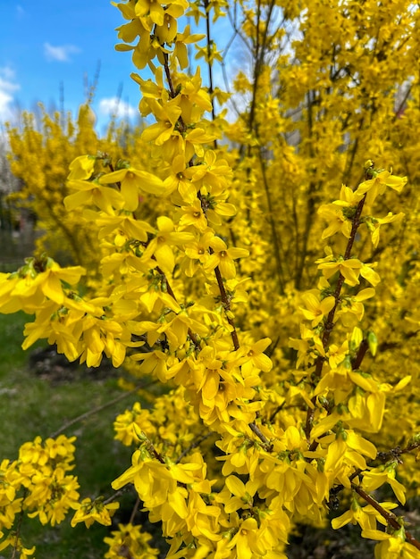 Fond de printemps ou d'été Fleurs jaunes dans le jardin Gros plan